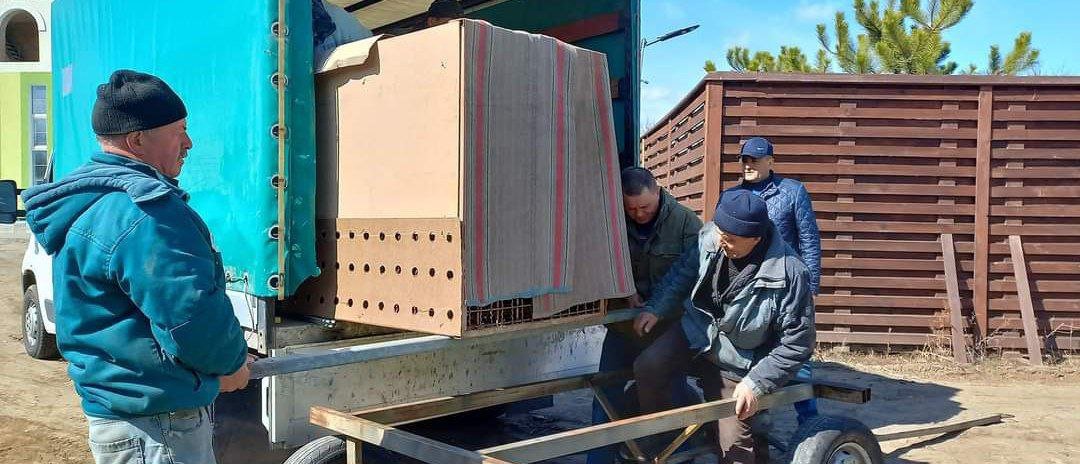 В зоопарк Винницы из Одесской области эвакуировали ягуара и тигрицу 3