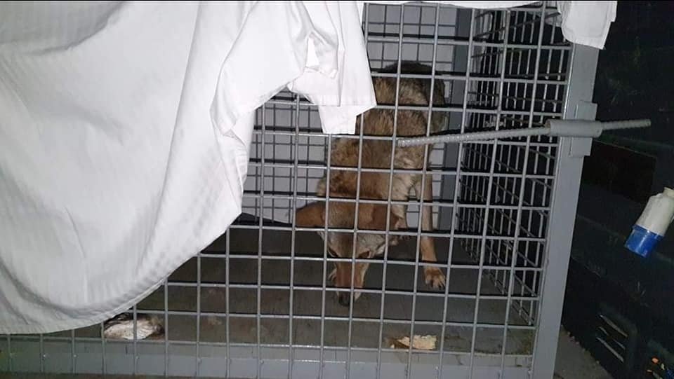 В Румынию эвакуировали медведя и волчицу из Черновицкой области 1