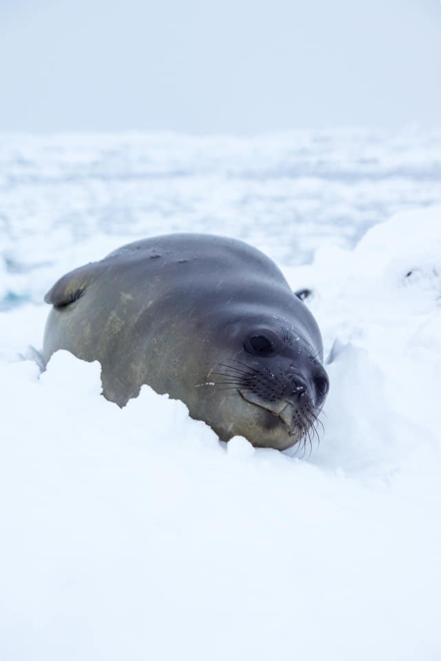 Полярники станції «Академік Вернадський» показали, як біля них оселилася морська слониха: фото та відео 5