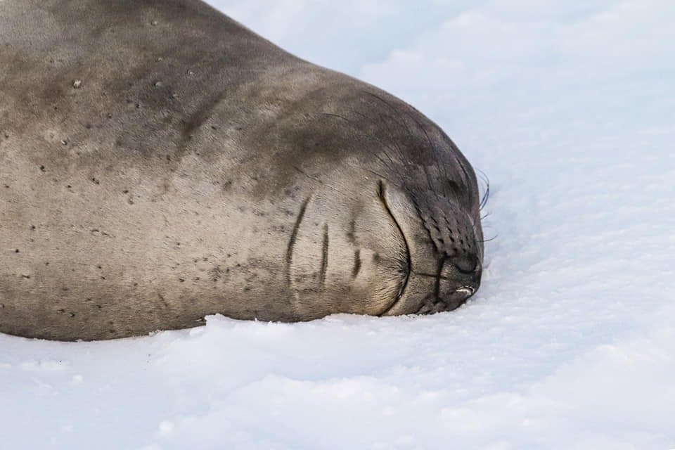 Полярники станції «Академік Вернадський» показали, як біля них оселилася морська слониха: фото та відео 4