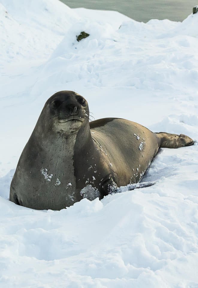Полярники станції «Академік Вернадський» показали, як біля них оселилася морська слониха: фото та відео 1