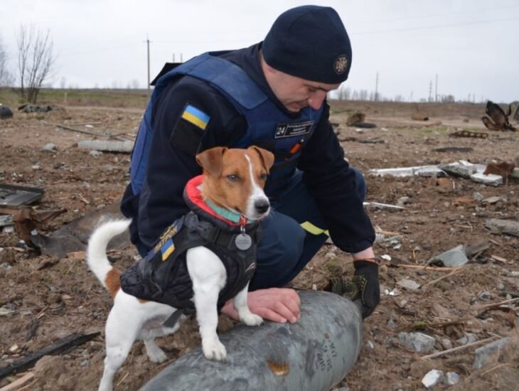 Пес Патрон закохав українців у собак породи джек-рассел. Що потрібно врахувати при покупці такого цуценяти 1