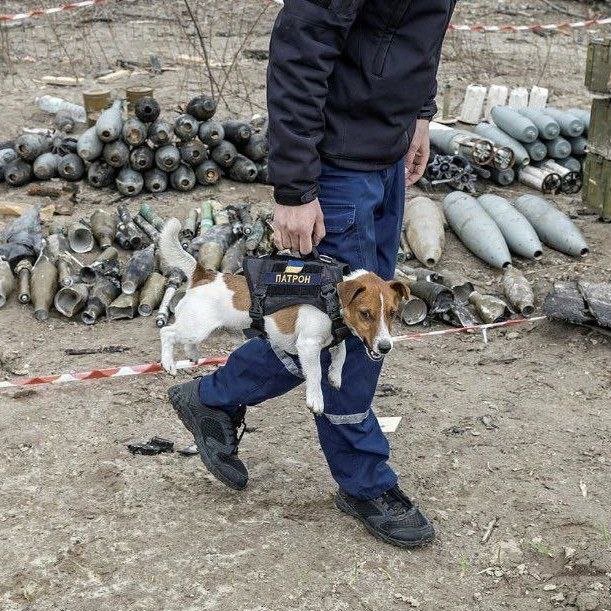 Пес Патрон закохав українців у собак породи джек-рассел. Що потрібно врахувати при покупці такого цуценяти 2
