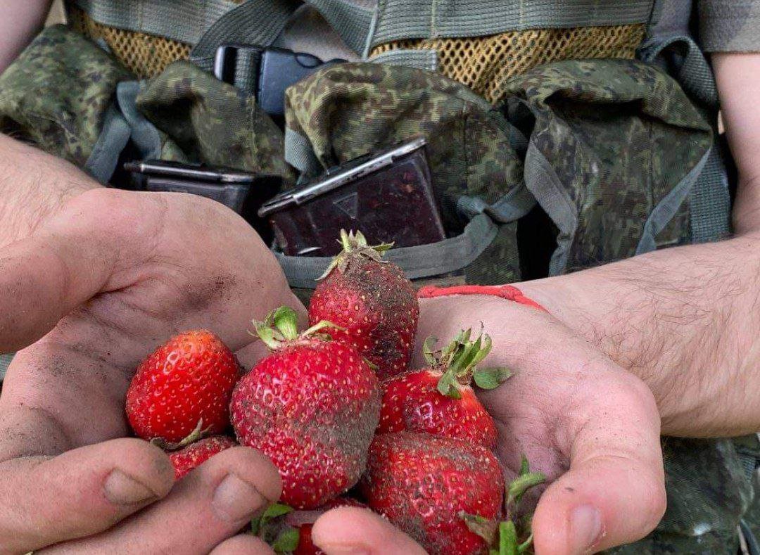 В Херсонской области оккупанты нанимаются к местным жителям собирать клубнику 2