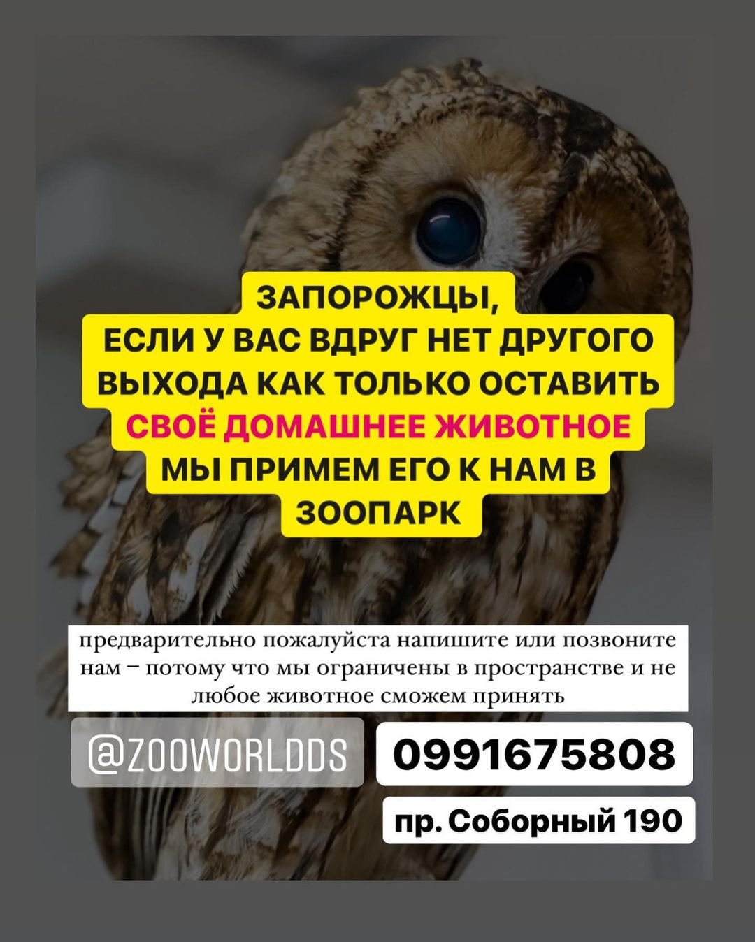 Мінізоопарк у центрі Запоріжжя рятує тварин, яких залишили господарі під час евакуації 1