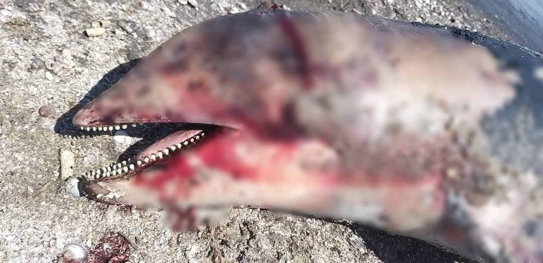 Під Одесою на узбережжі знайшли мертвих дельфінів 3