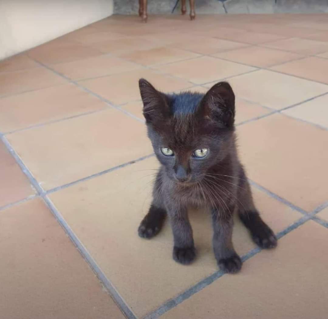 З острова Зміїний врятували кота, який кілька місяців прожив в окупації: як назвали хвостатого і хто його прихистив 1