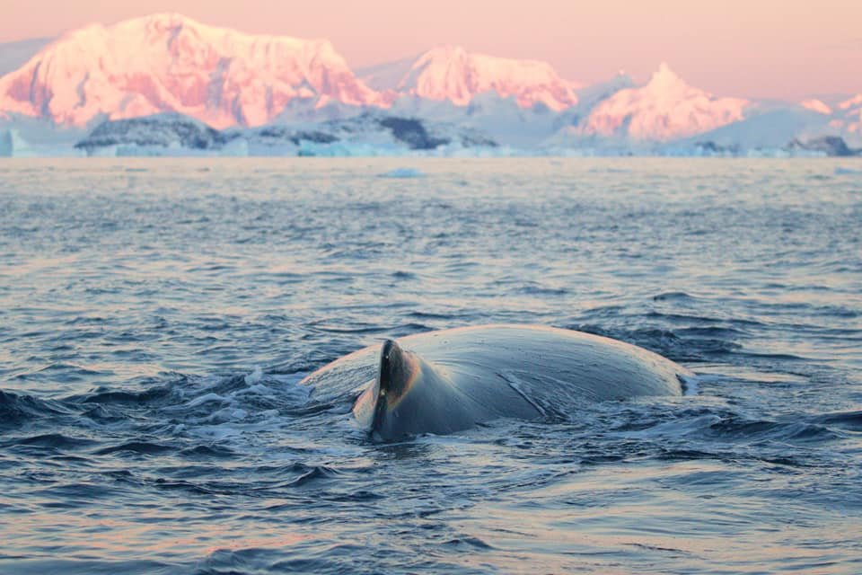 Найбільші тварини на планеті: полярники розповіли п'ять цікавих фактів про китів 2