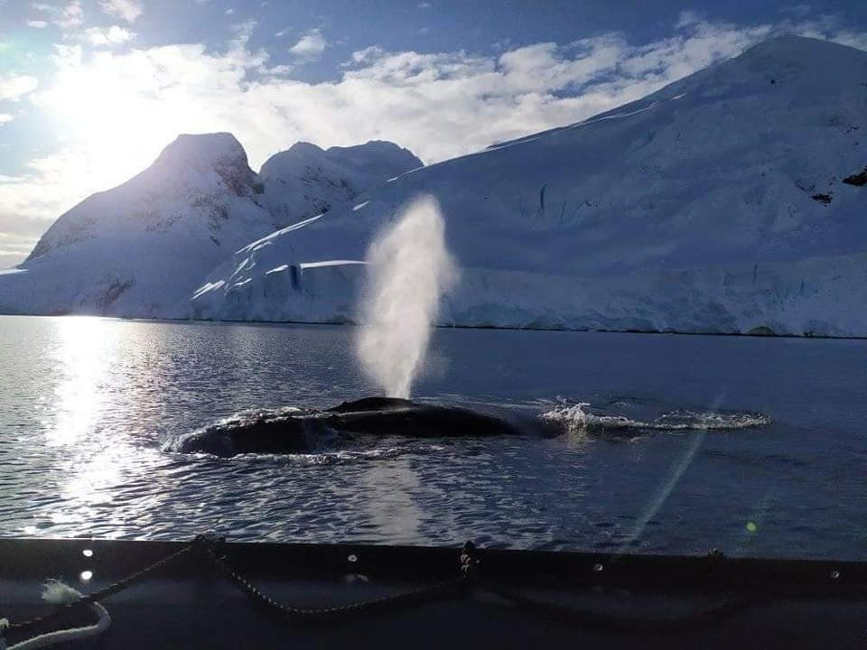 Найбільші тварини на планеті: полярники розповіли п'ять цікавих фактів про китів 5