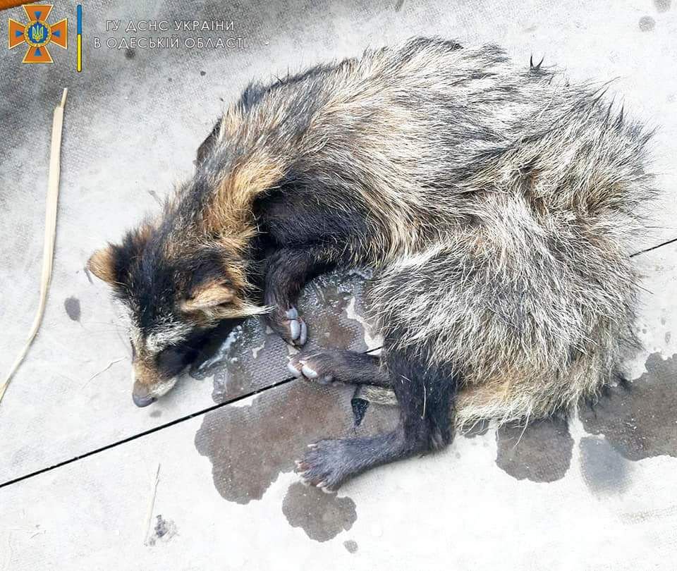 В Одеській області врятували вгодованого єнота, який застряг в паркані 3
