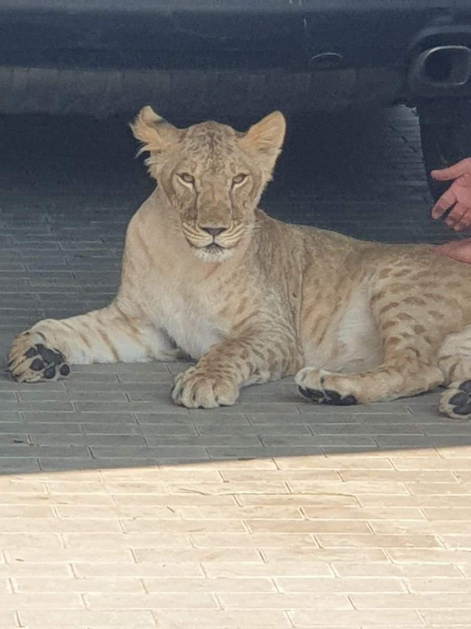 Левиця Василіса