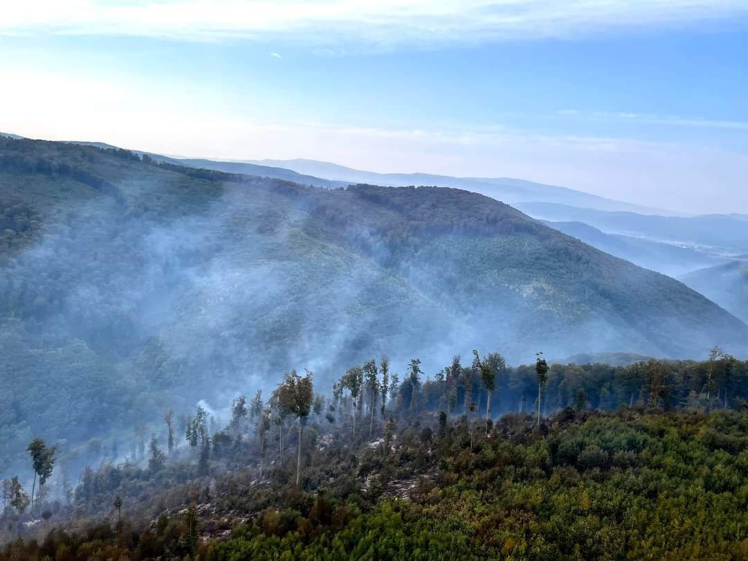 Так выглядит лес сейчас