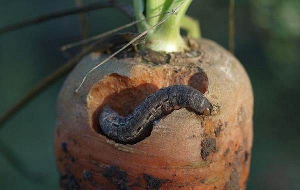 Озимая совка гусеница. Озимая совка (Agrotis segetum),. Agrotis segetum гусеница. Подгрызающая совка личинка.