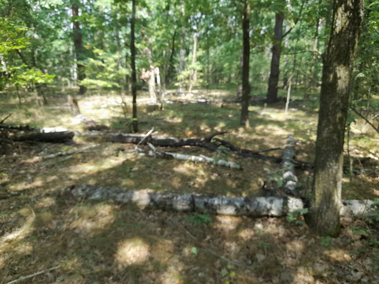 Ліс, завалений сухостоєм Ліс, завалений сухостоєм