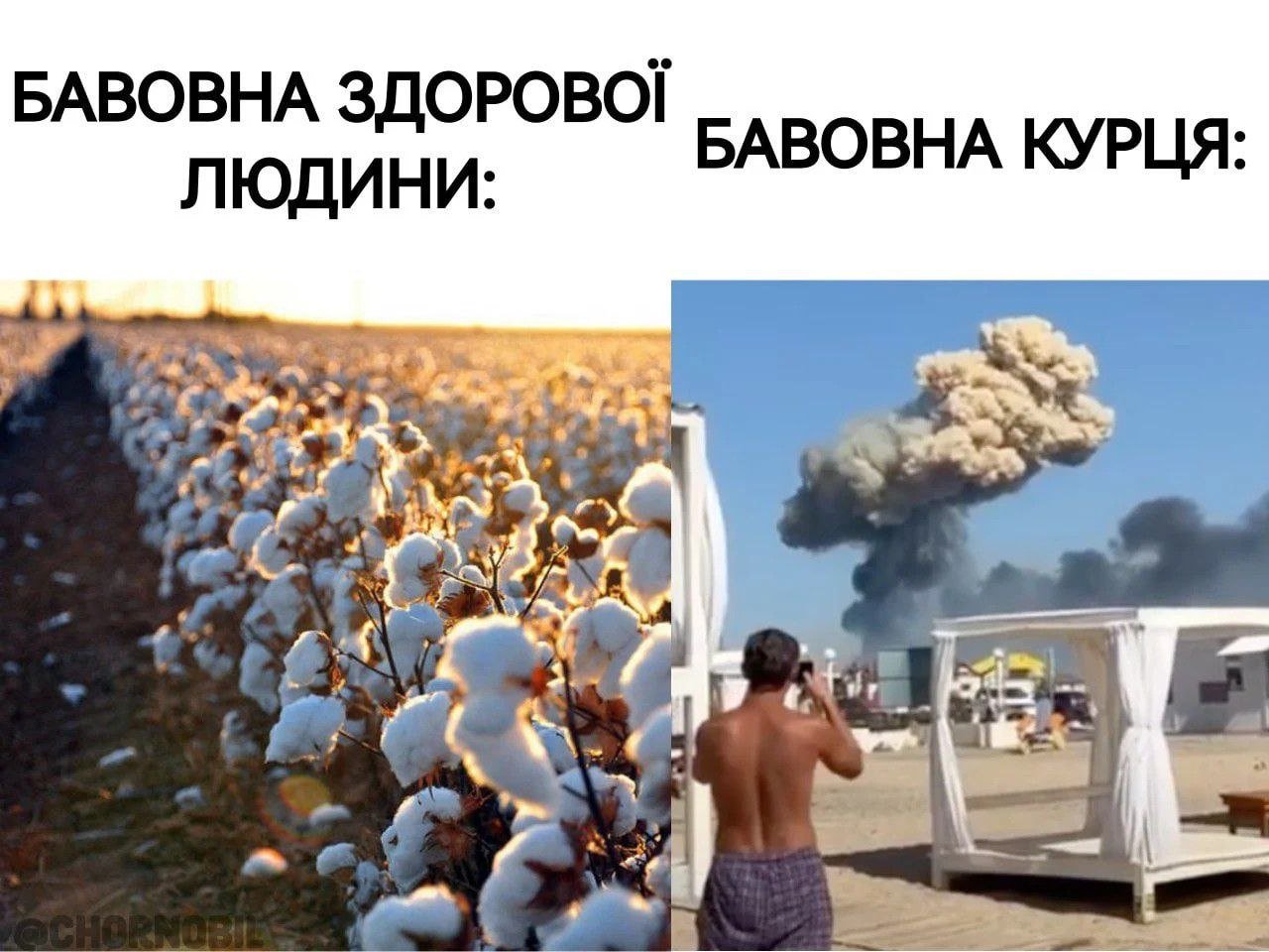 Бавовна у Криму