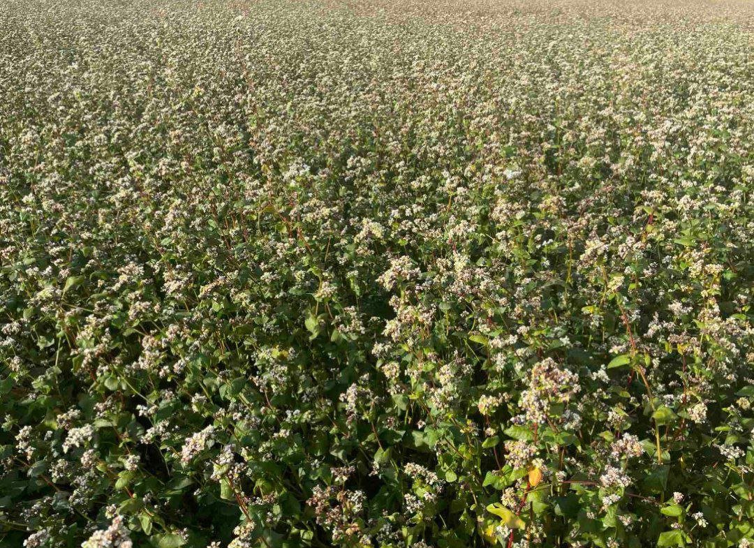 Поля фермера