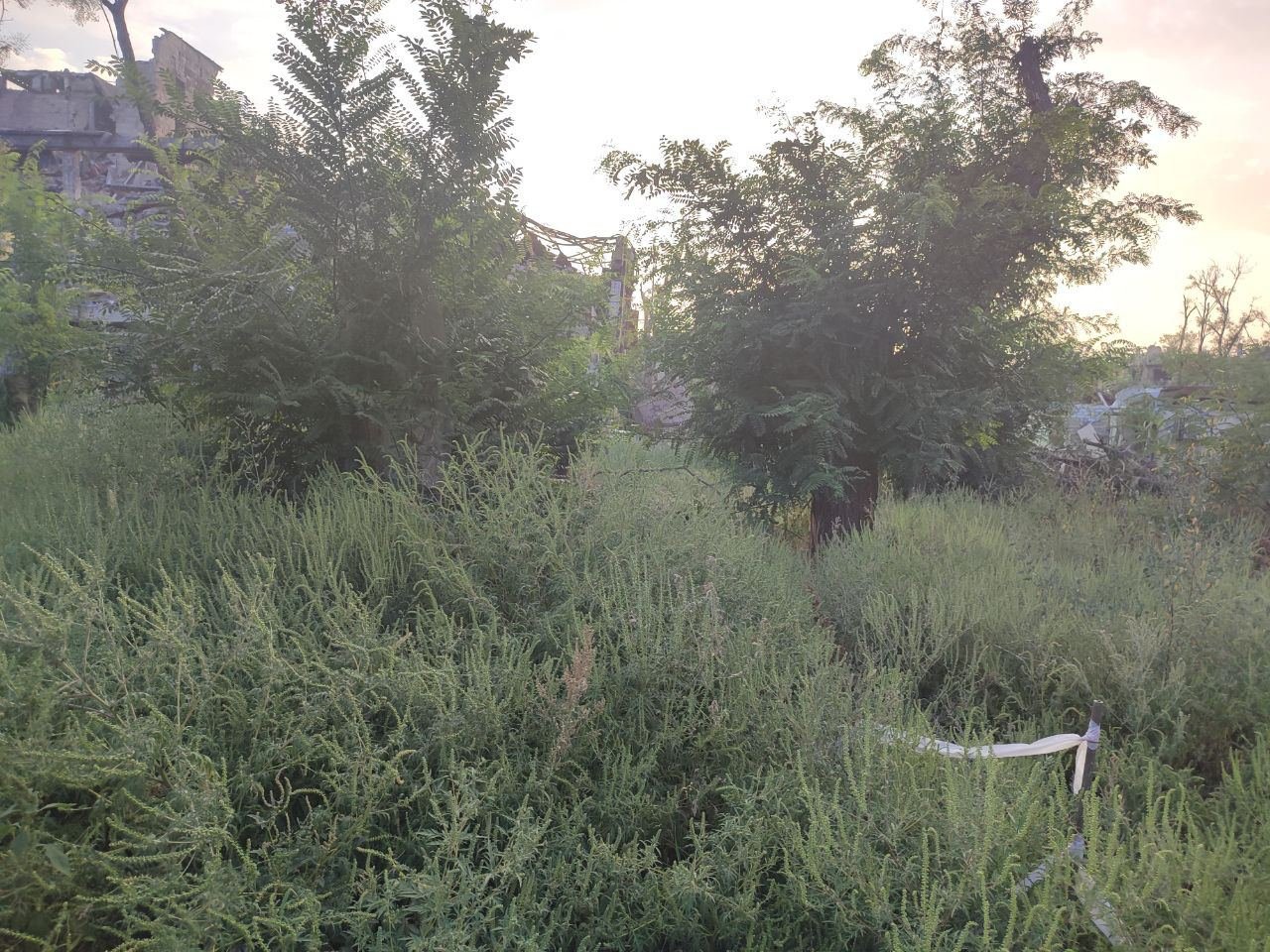 Тіла людей заховані в траві. Джерело - Петро Андрющенко