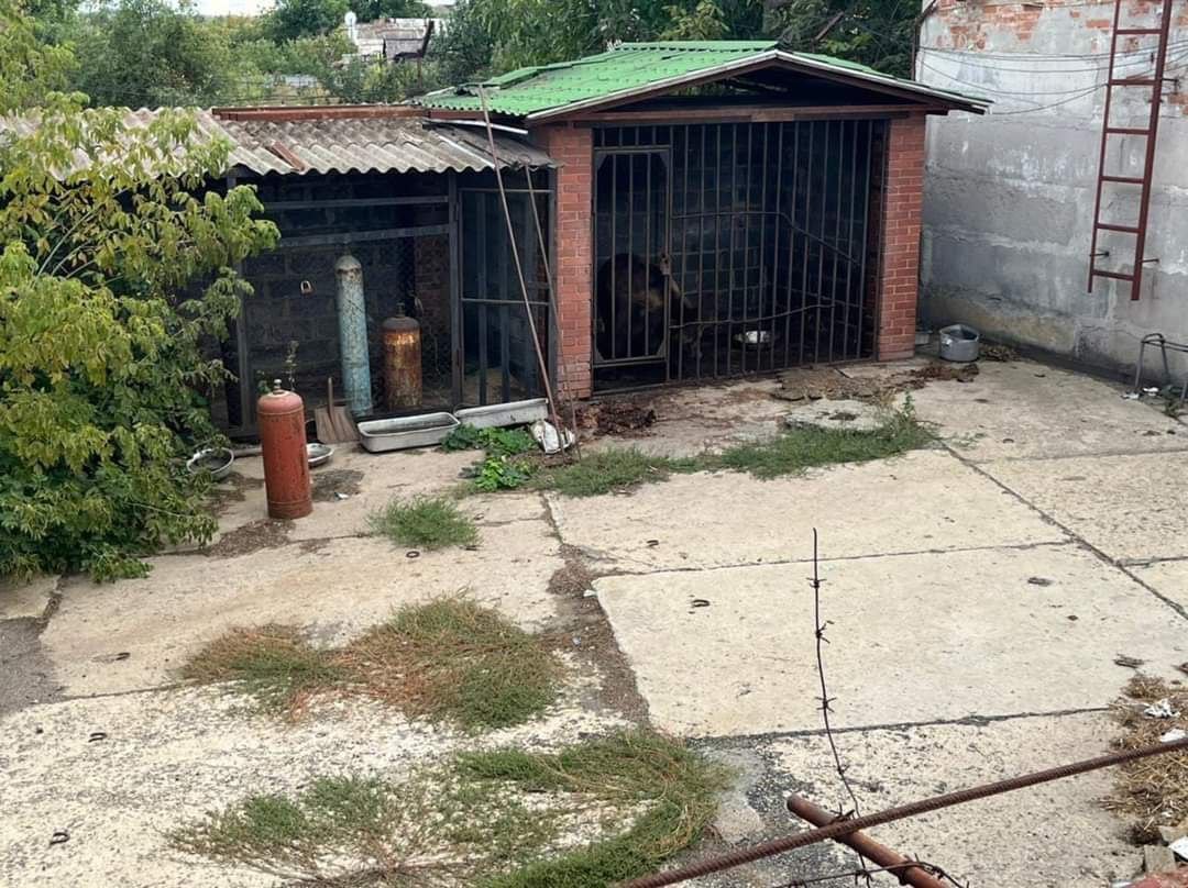 Покинутий ведмідь у вольєрі