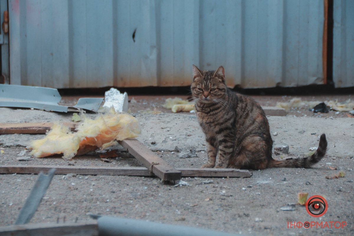 Котик не постраждав
