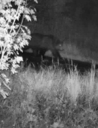 Обережно! На кордоні злі ведмеді