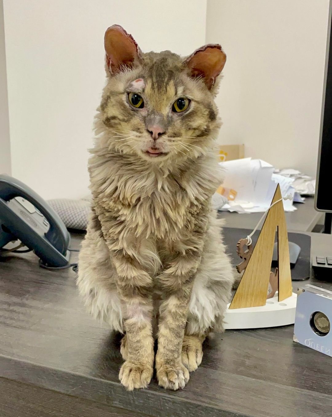 Фенікс після лікування