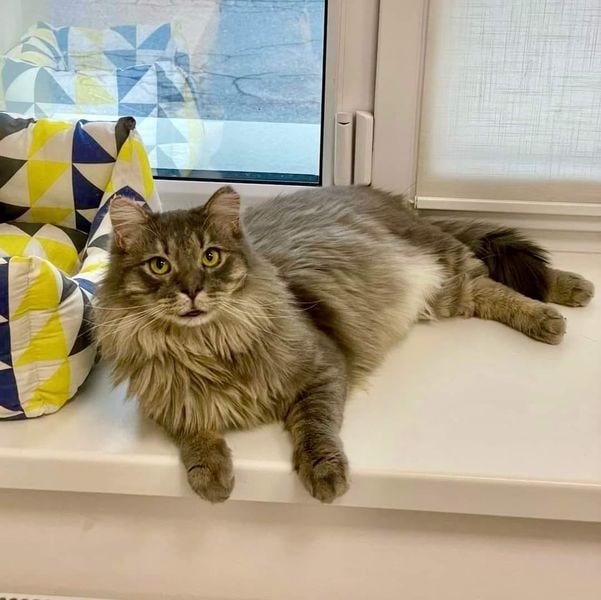 Так виглядає Фенікс зараз