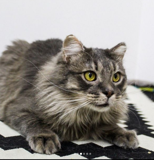 Фенікс почувається добре