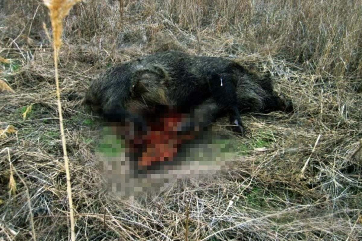 Через російські міни навколо ЗАЕС масово гинуть тварини