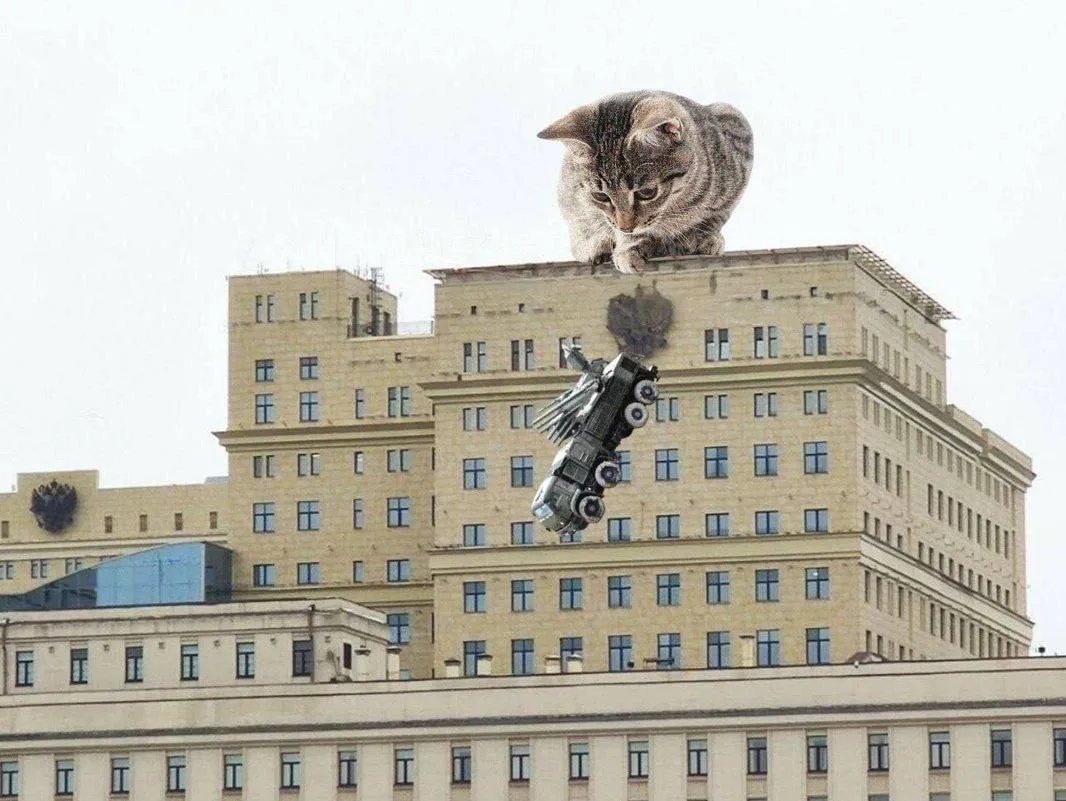 Куди ж без котиків