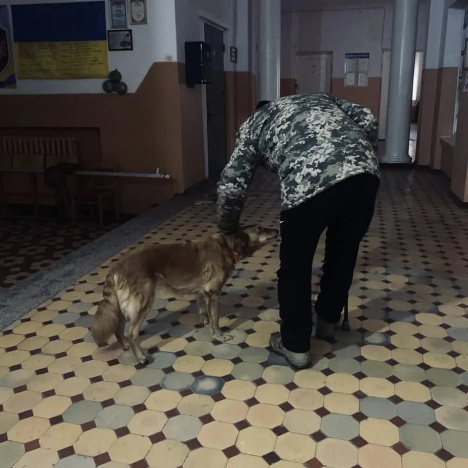 Собака Поля з військовим