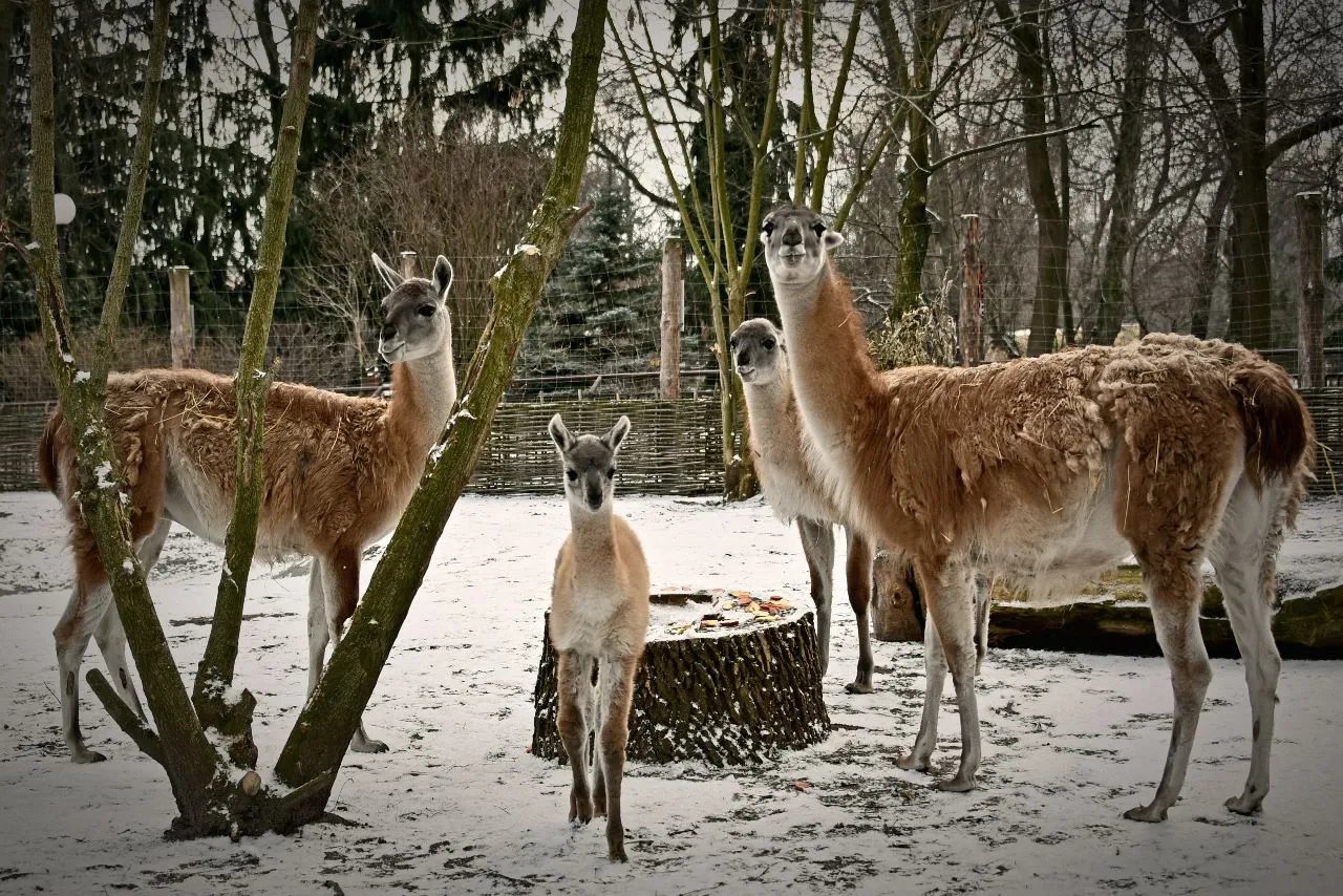 Малюки київського зоопарка Малюки київського зоопарка
