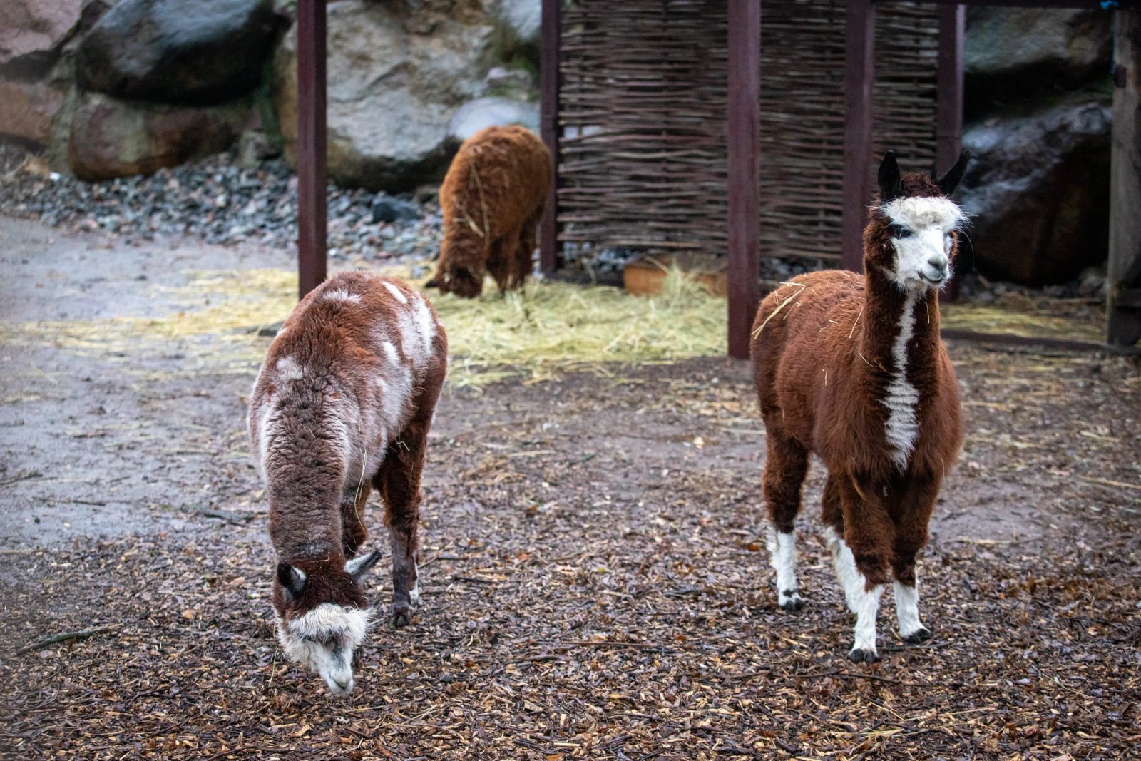 Малюки київського зоопарка Малюки київського зоопарка
