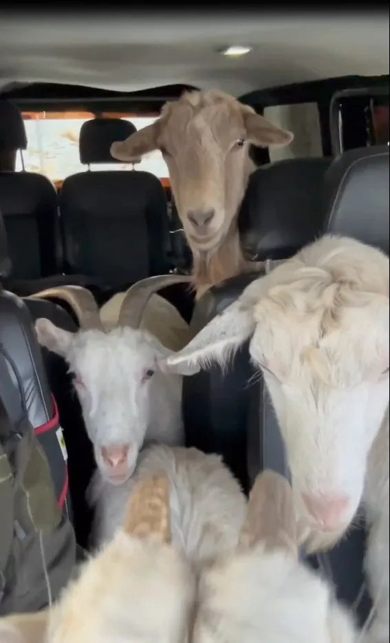 Частина кіз чоловіка