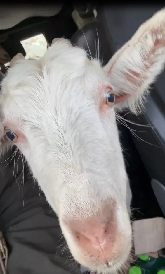 Врятована коза