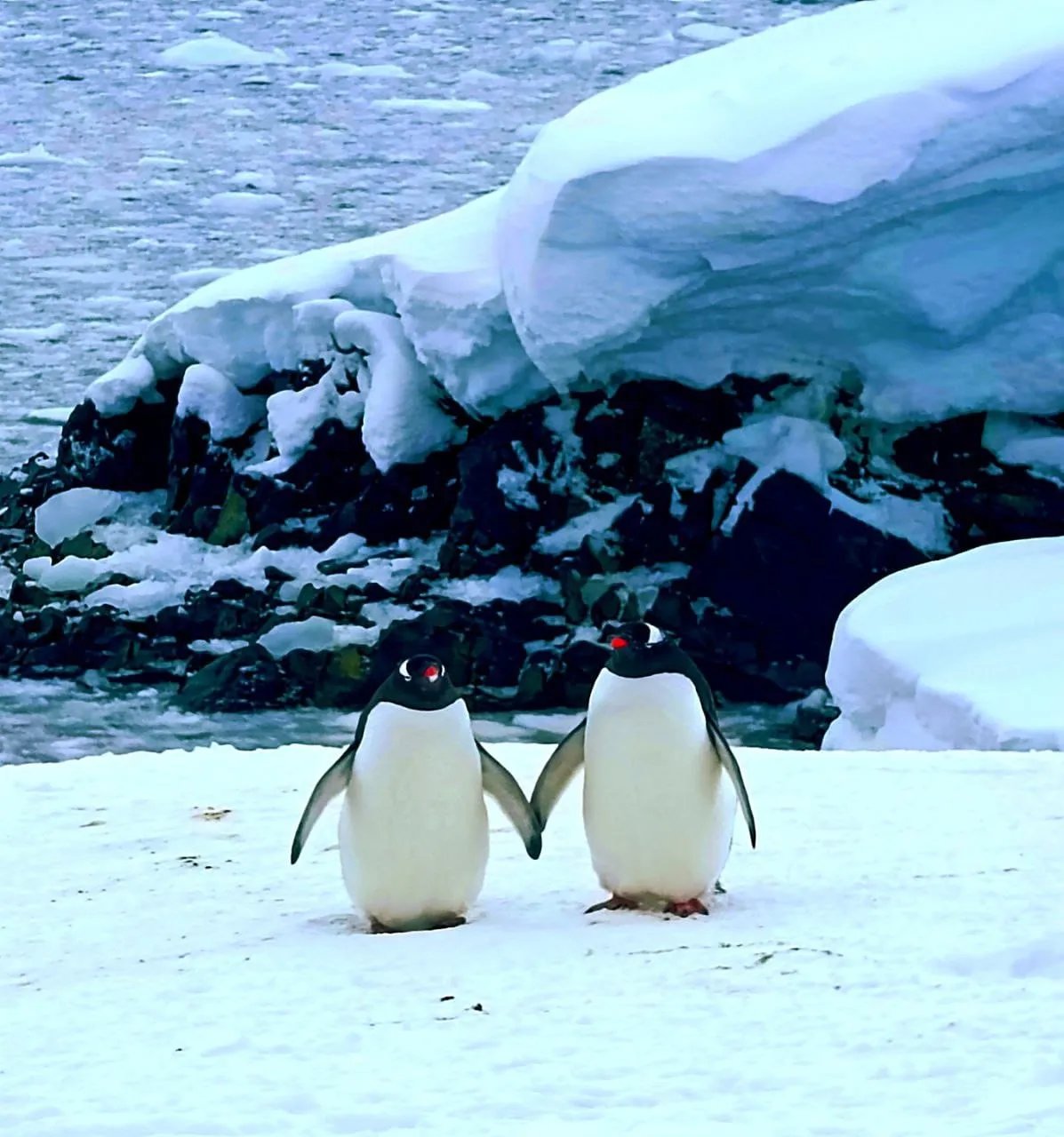 Тримаються за ручки, а точніше, крила