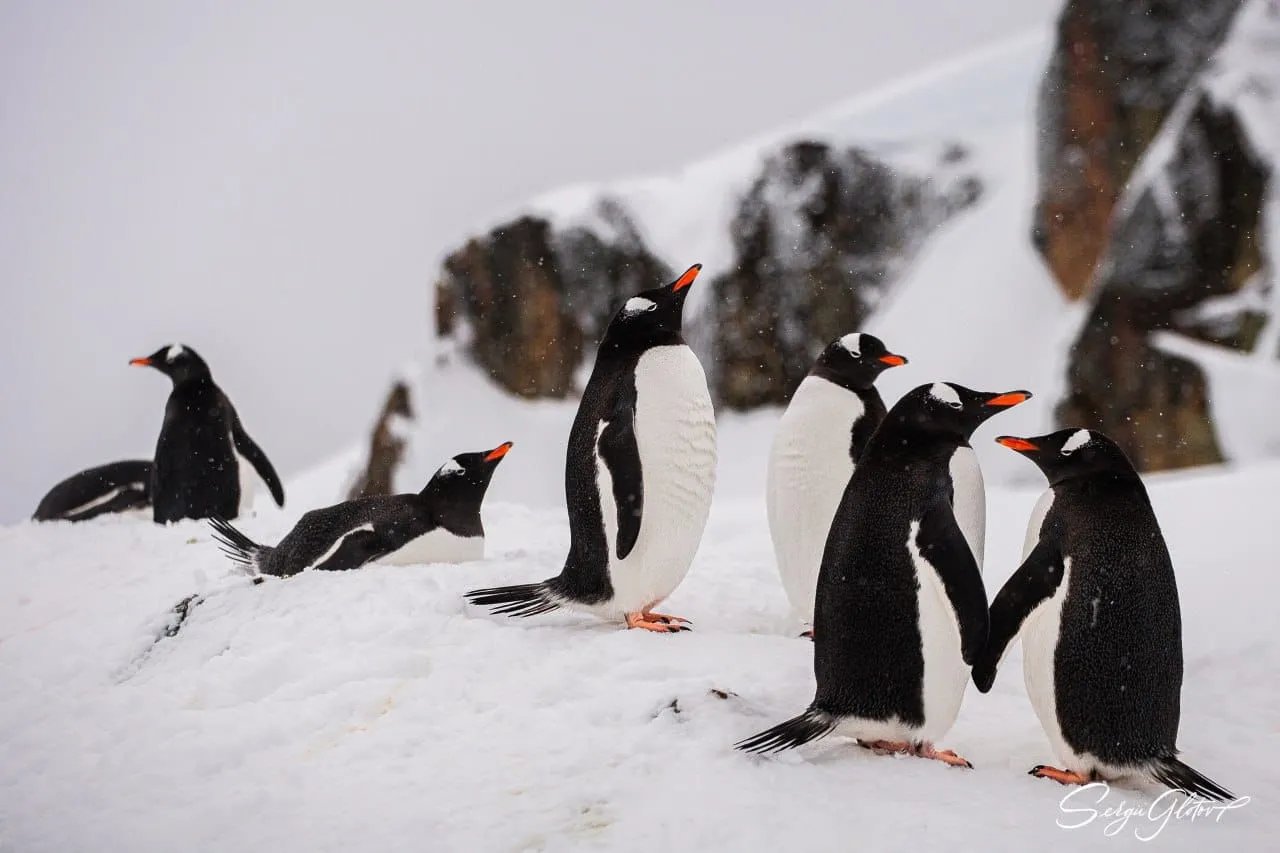 Пінгвіни теж вітають всіх зі святом