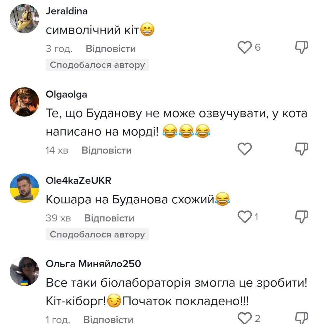 Коментарі під відео з котом у TikTok