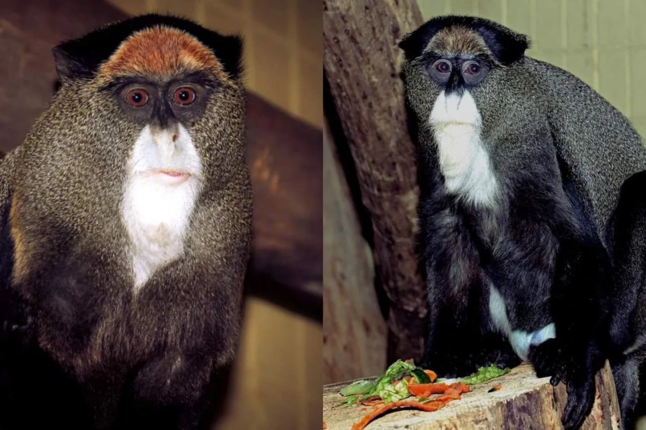 Сіма та Сіл