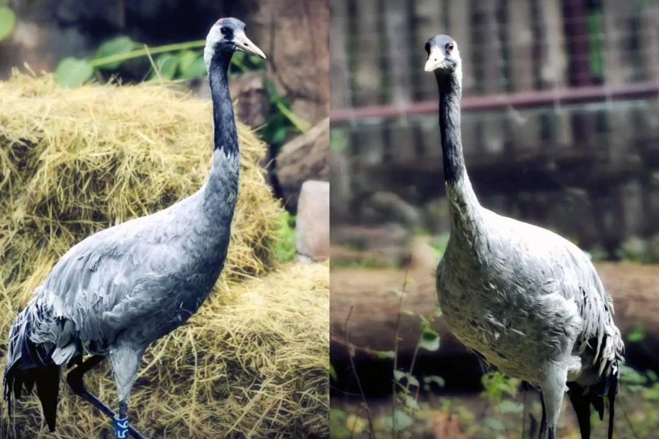 Сірко та  Роксолана