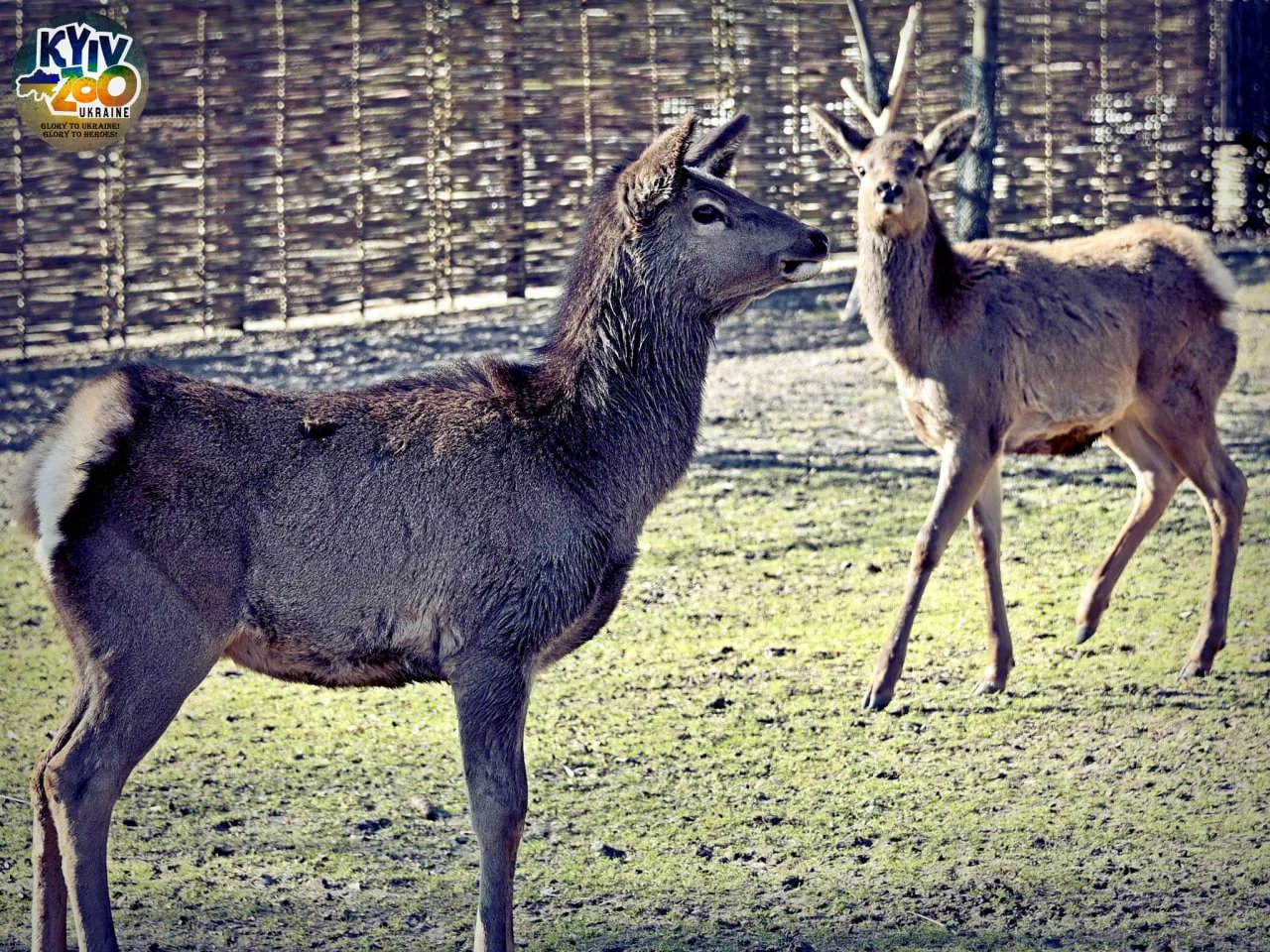 Самиці оленя у зоопарку