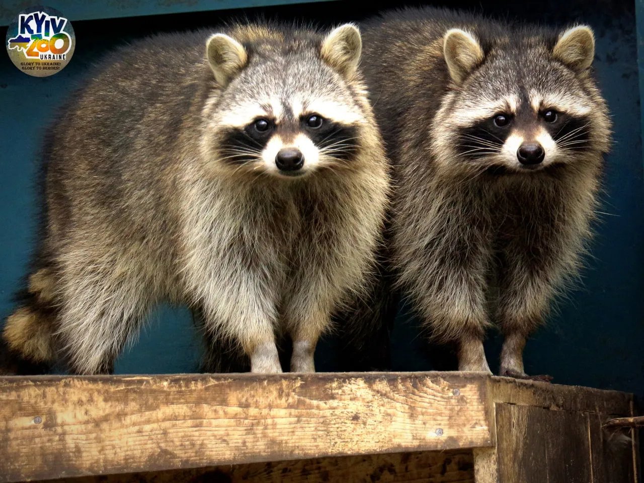 Сім'я єнотів