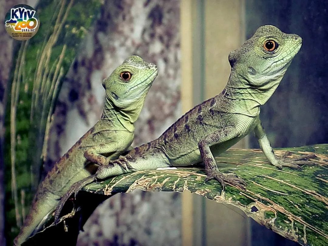 Пара «зелених василісків»