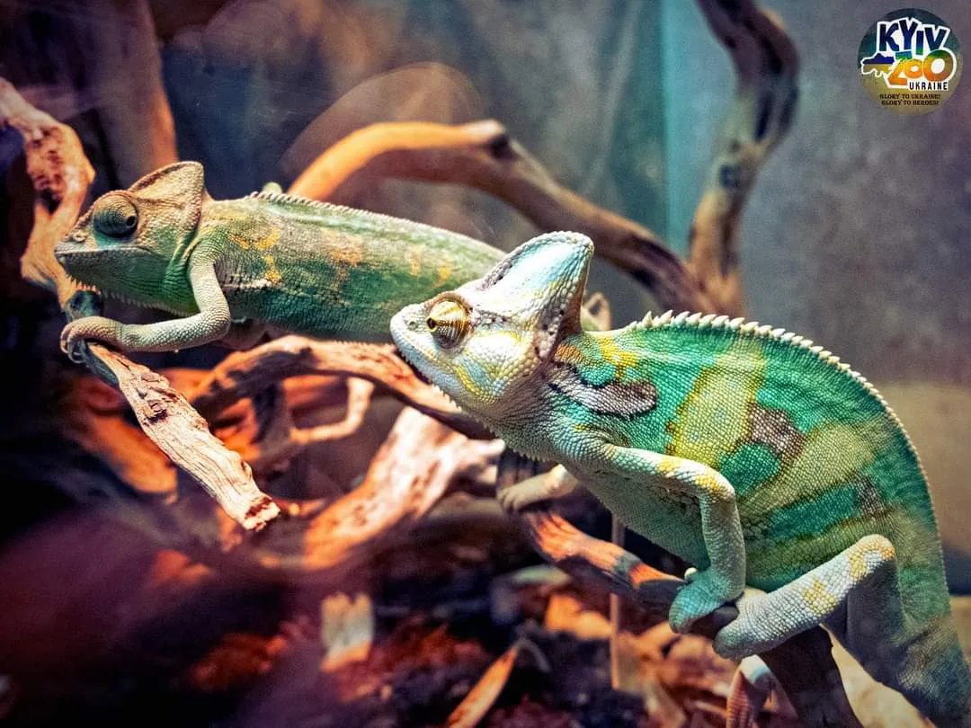 Новоспечена родина хамелеонів
