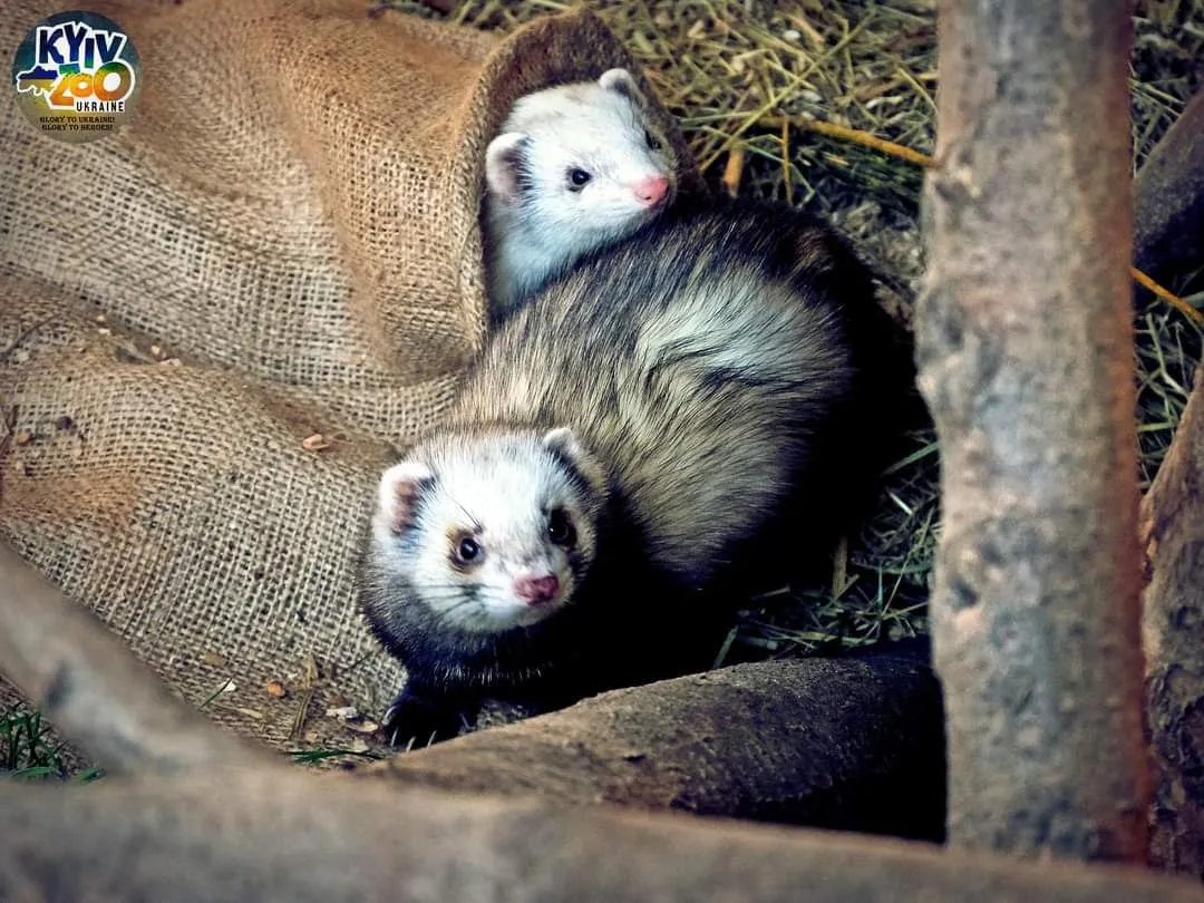 Ніжні фретки