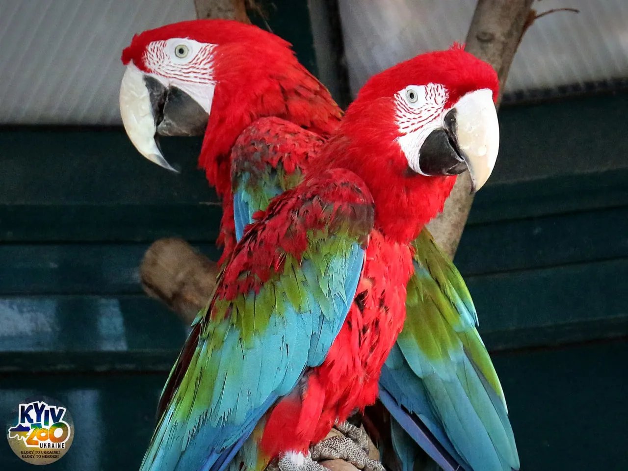 Закохані папуги