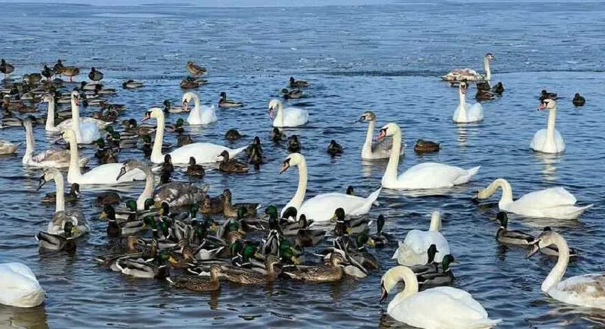 Замовник місцевого значення "Затока Наталка" Замовник місцевого значення "Затока Наталка"