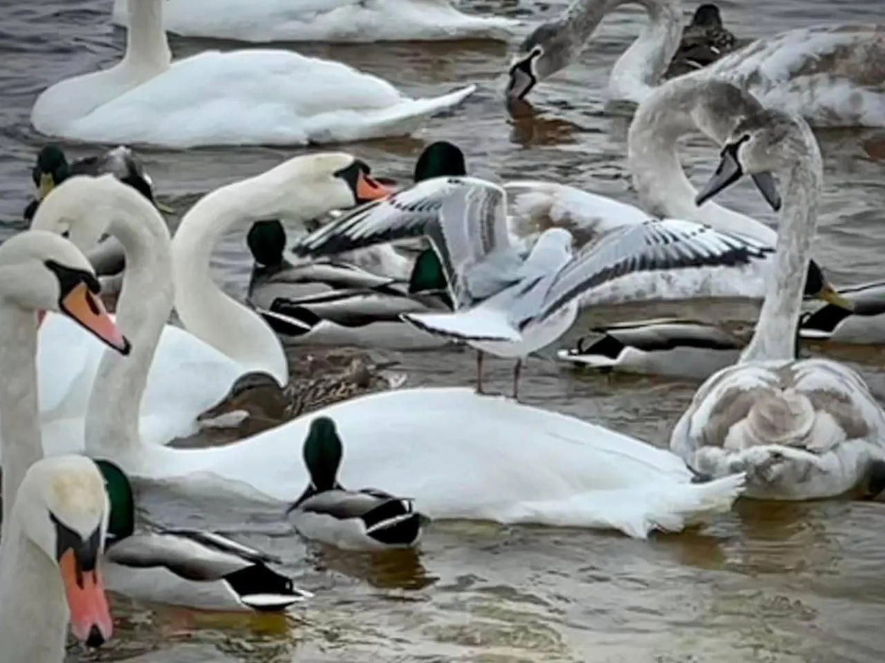 Лебеді-шипуни різного віку Лебеді-шипуни різного віку