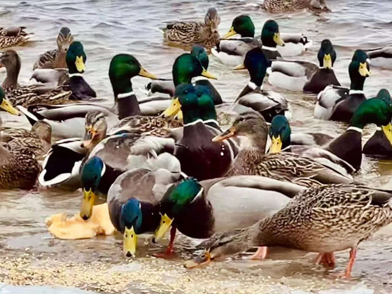 Диких птахів у парку підгодовують, але варто робити це правильно Диких птахів у парку підгодовують, але варто робити це правильно
