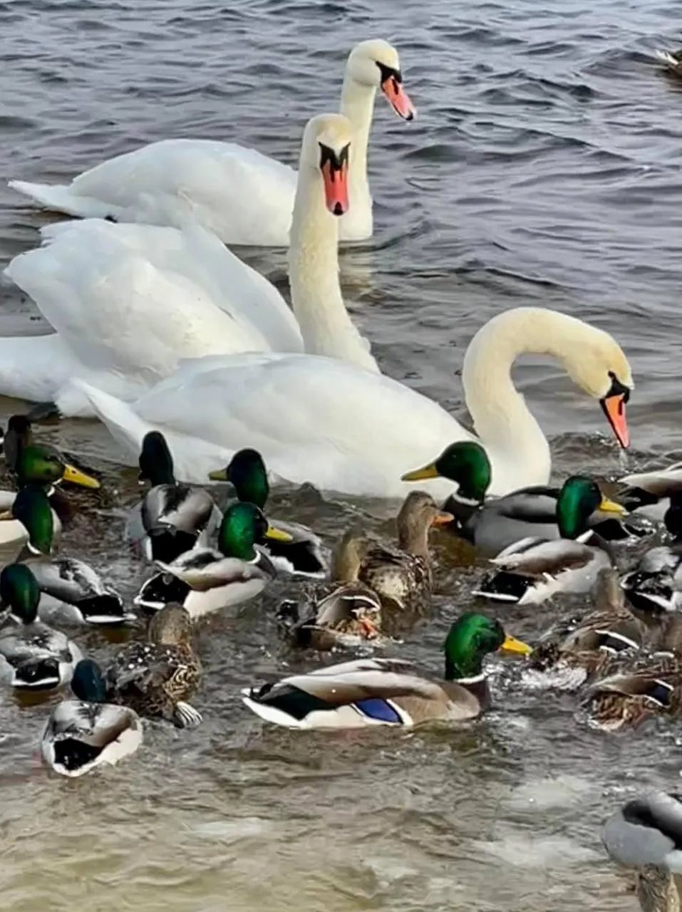 Дикі птахи у Києві Дикі птахи у Києві