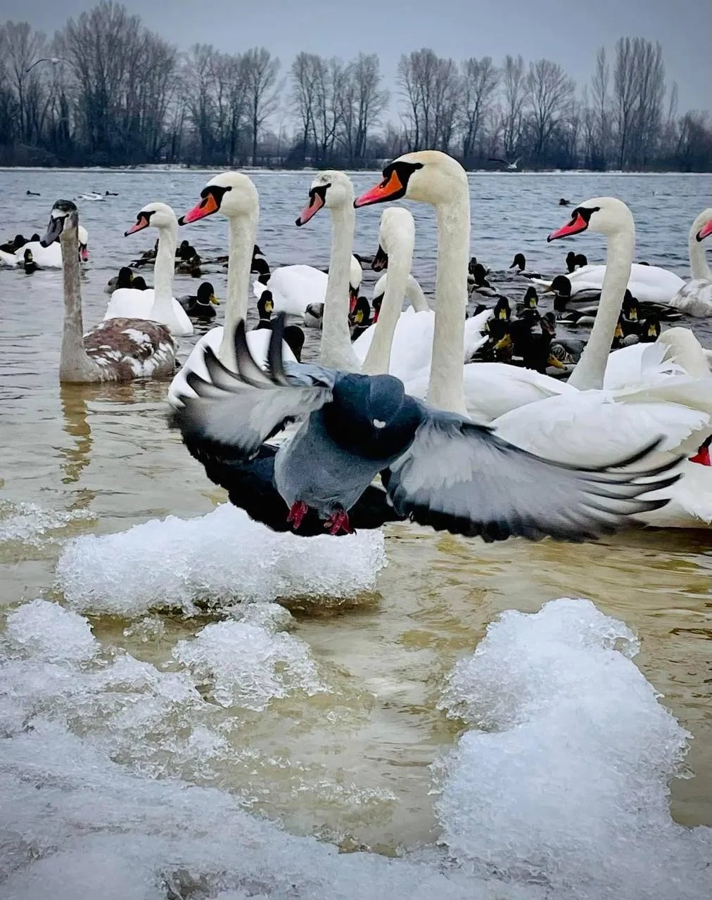 Парк Наталка в Києві Парк Наталка в Києві